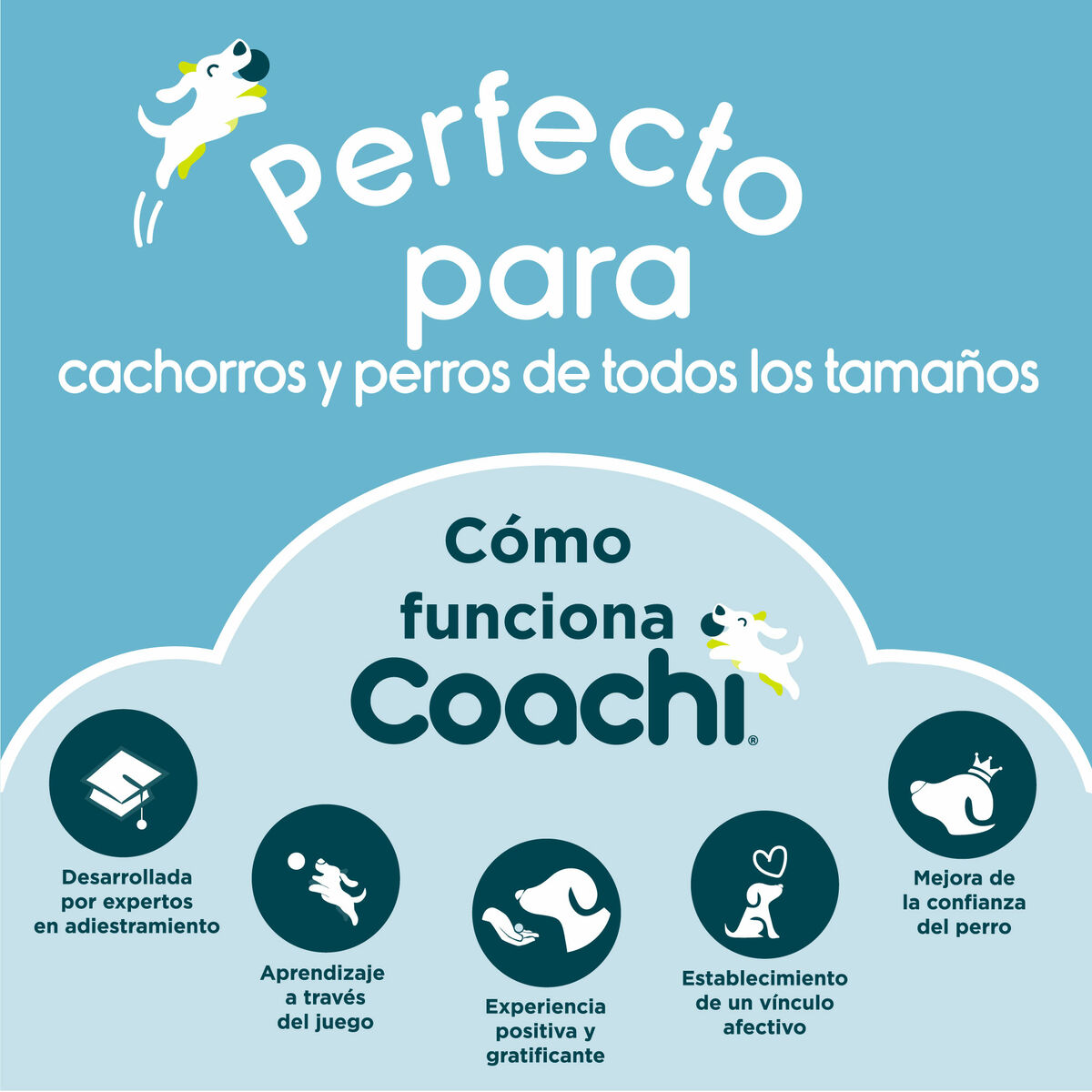 Guinzaglio per Cani Coachi Azzurro 2,5 m Allenamento - Immagine 6