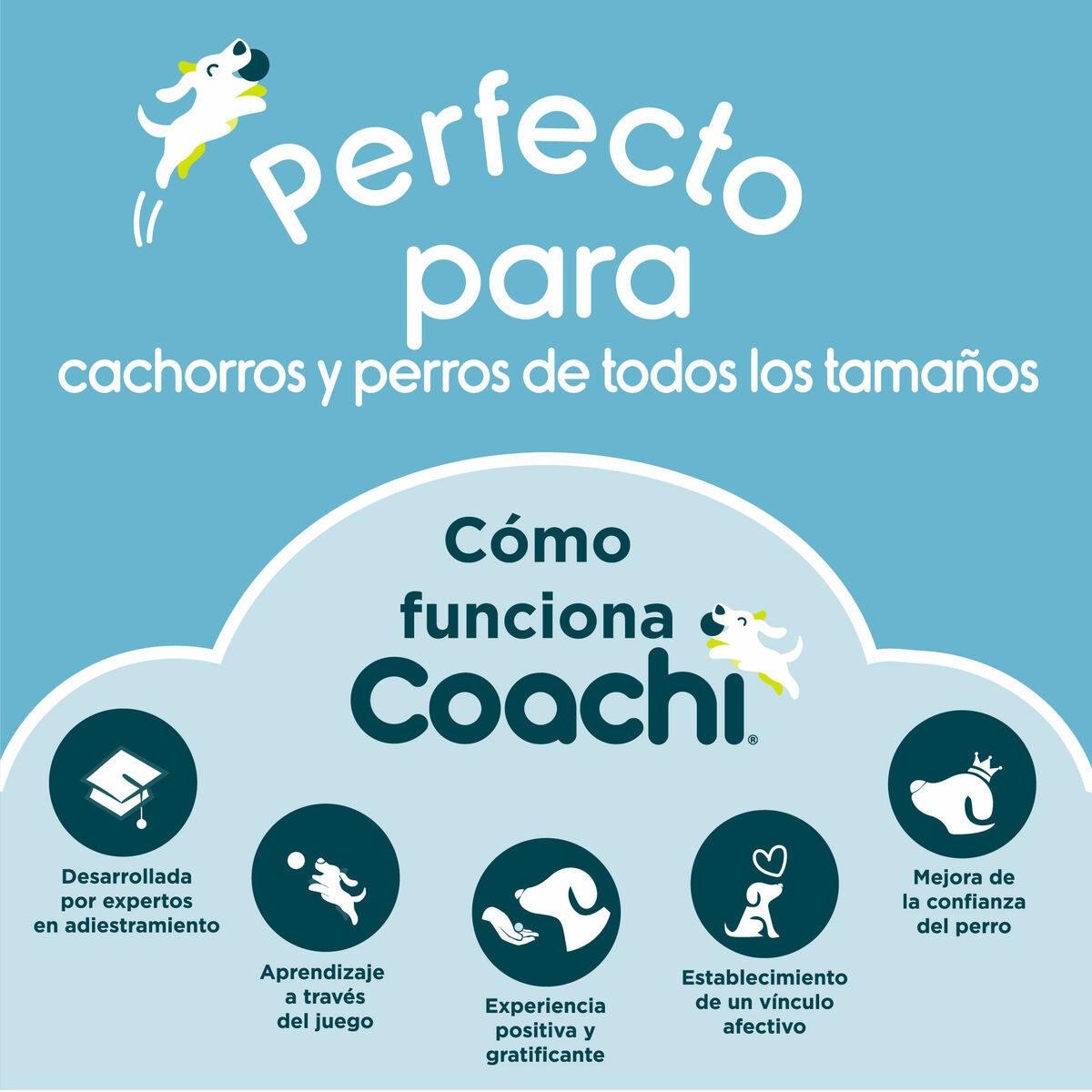 Guinzaglio per Cani Coachi Azzurro Allenamento - Immagine 5