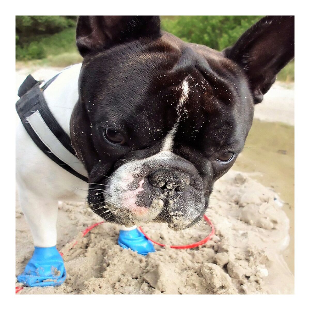 Stivali Pawz Cane 12 Unità Taglia XL Verde - Immagine 5
