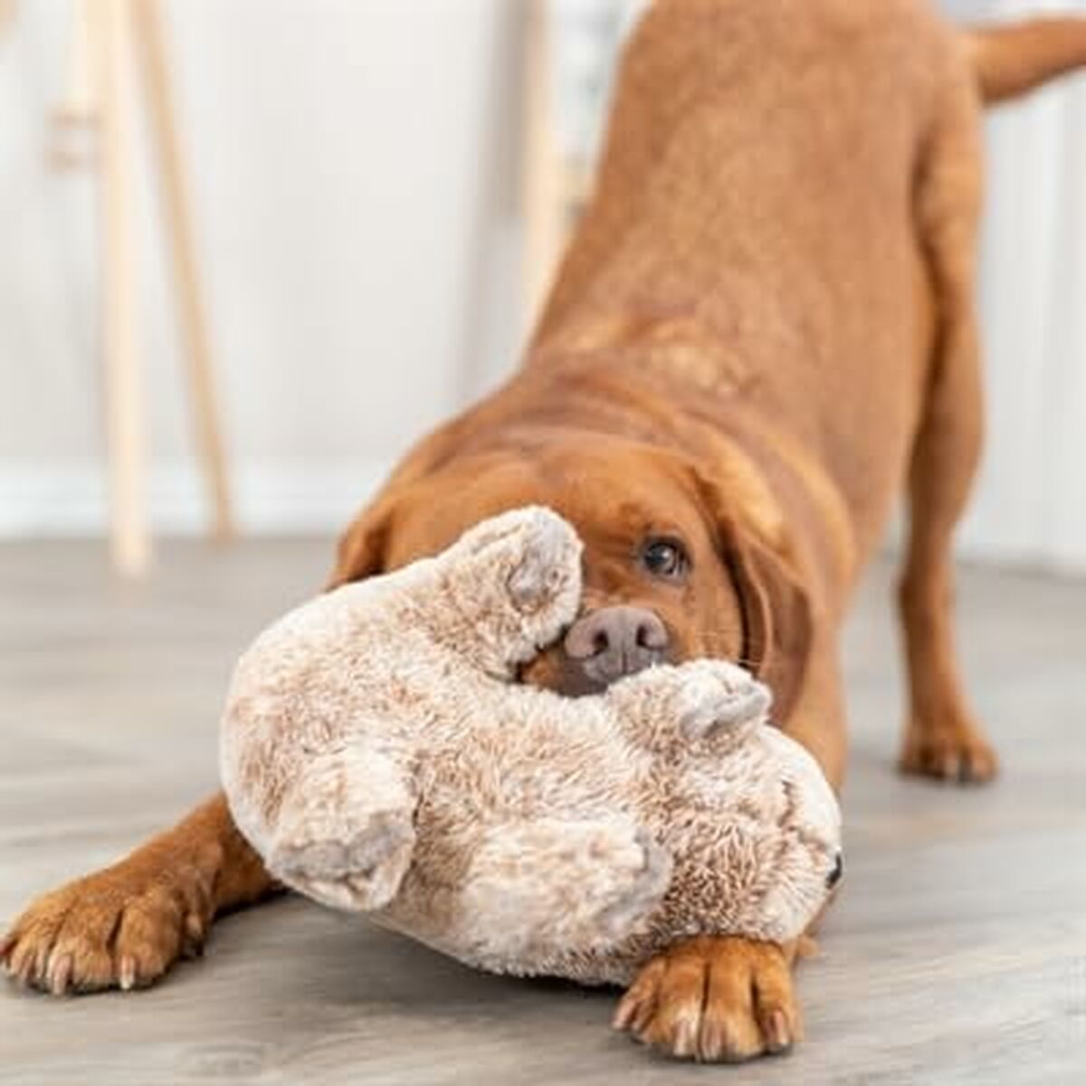 Peluche per cani Trixie Poliestere Stoffa Koala 25 cm - Immagine 3
