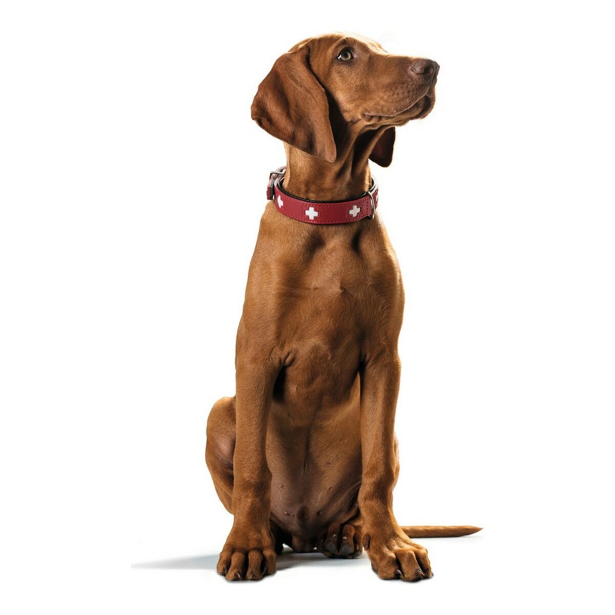 Collare per Cani Hunter Swiss Rosso/Nero (38-43.5 cm) - Immagine 3