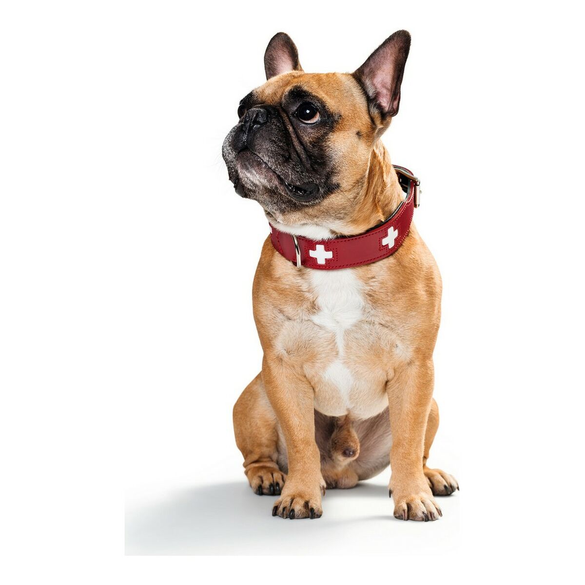 Collare per Cani Hunter Swiss Rosso/Nero (38-43.5 cm) - Immagine 4
