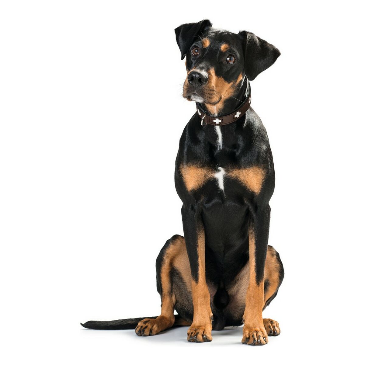 Collare per Cani Hunter Swiss Negro, marrón (24-28.5 cm) - Immagine 4