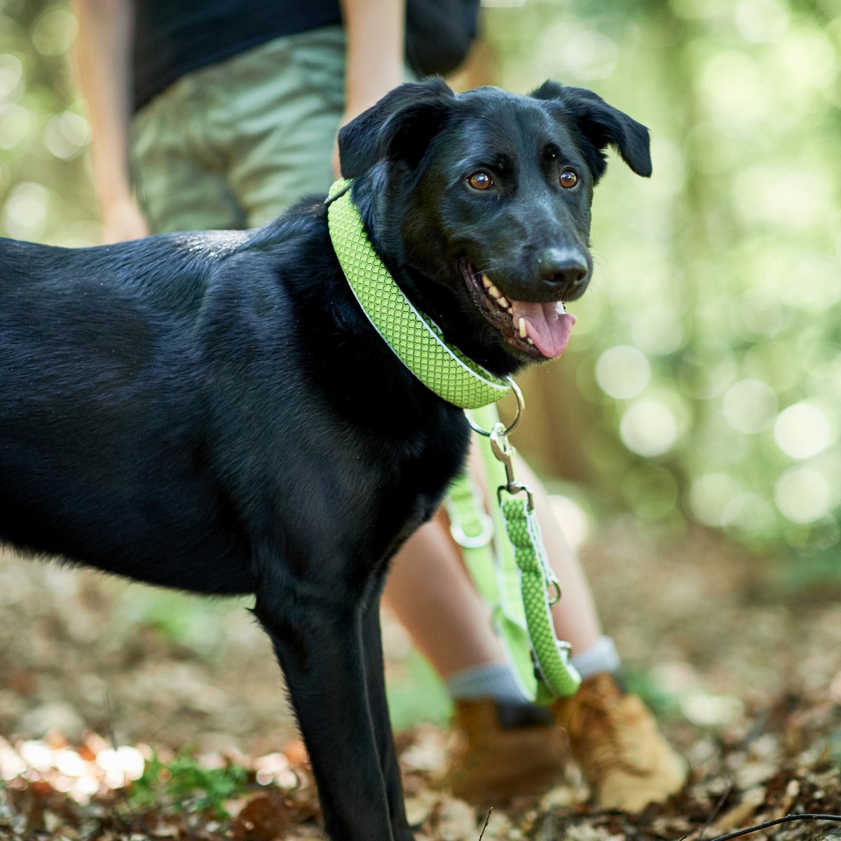 Collare per Cani Hunter Vario Plus Fili Taglia L Lime (40-60 cm) - Immagine 2