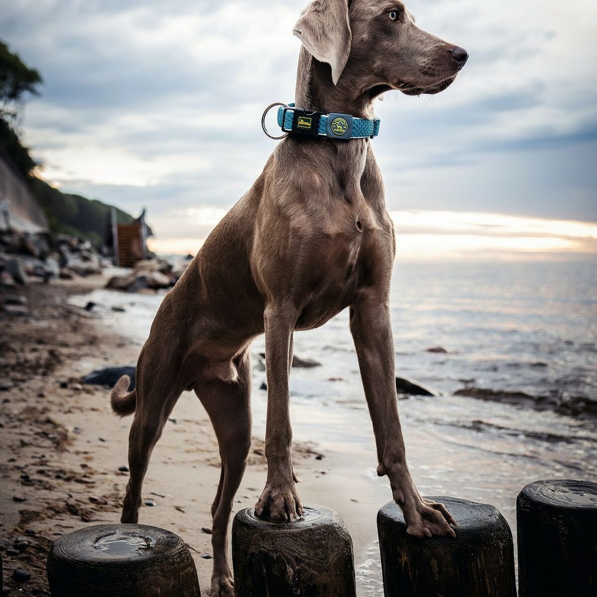 Collare per Cani Hunter Plus Filo turquoise Turchese Taglia XL (45-70 cm) - Immagine 2