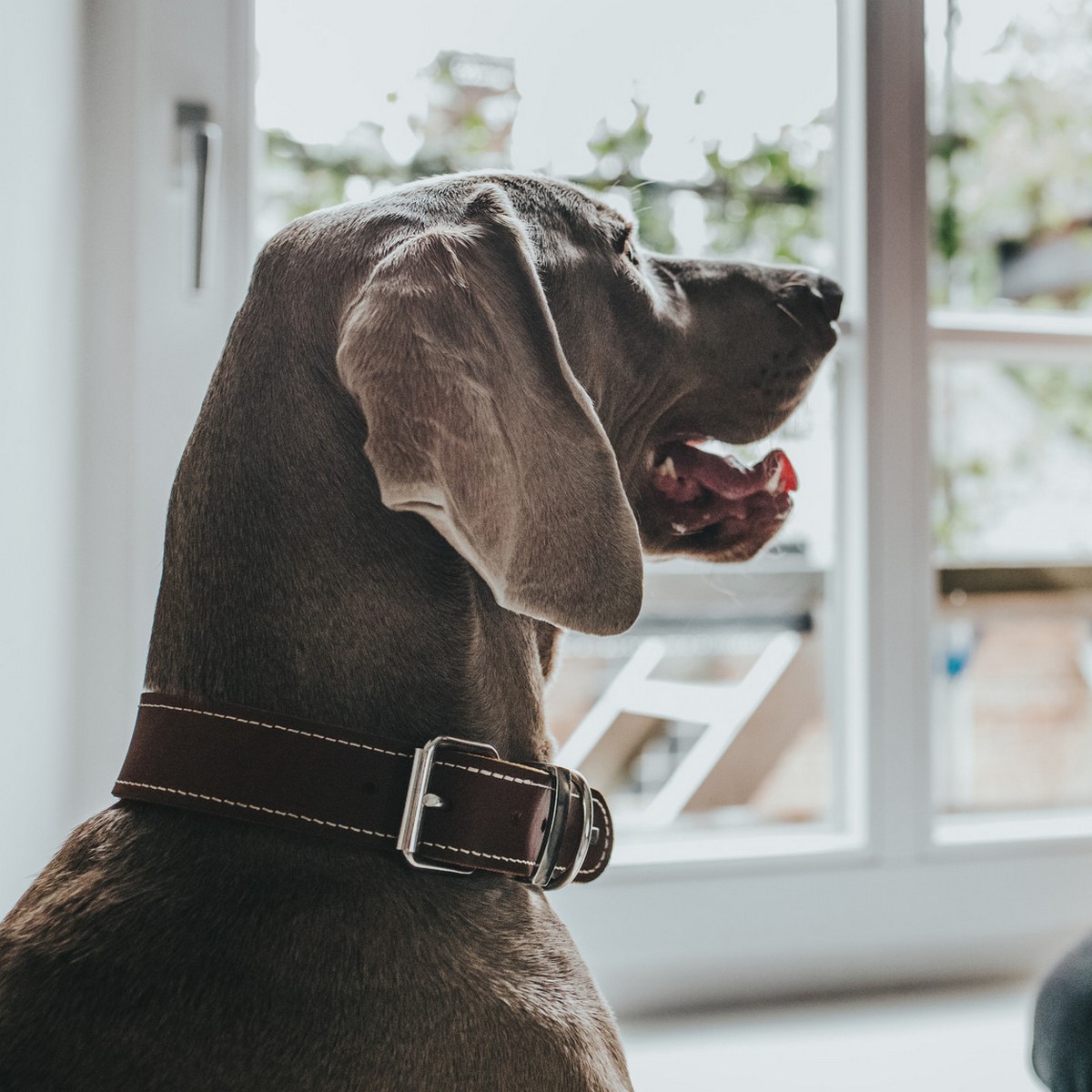 Collare per Cani Hunter Aalborg Special Cognac - Immagine 2