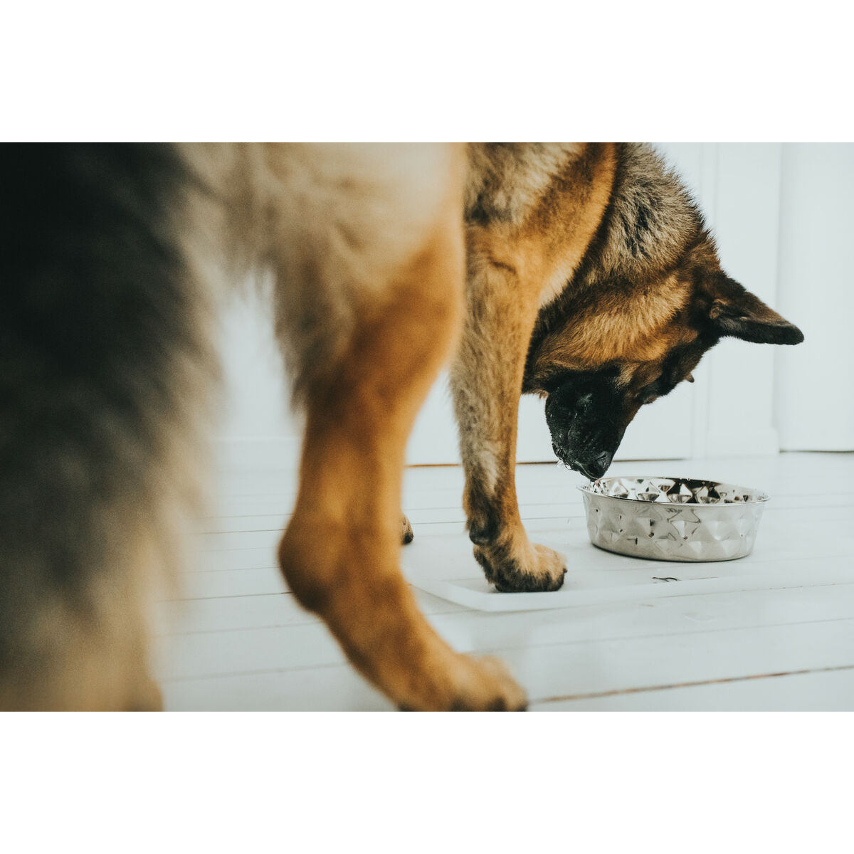 Ciotola per cani Hunter Silicone Acciaio inossidabile 550 ml - Immagine 5