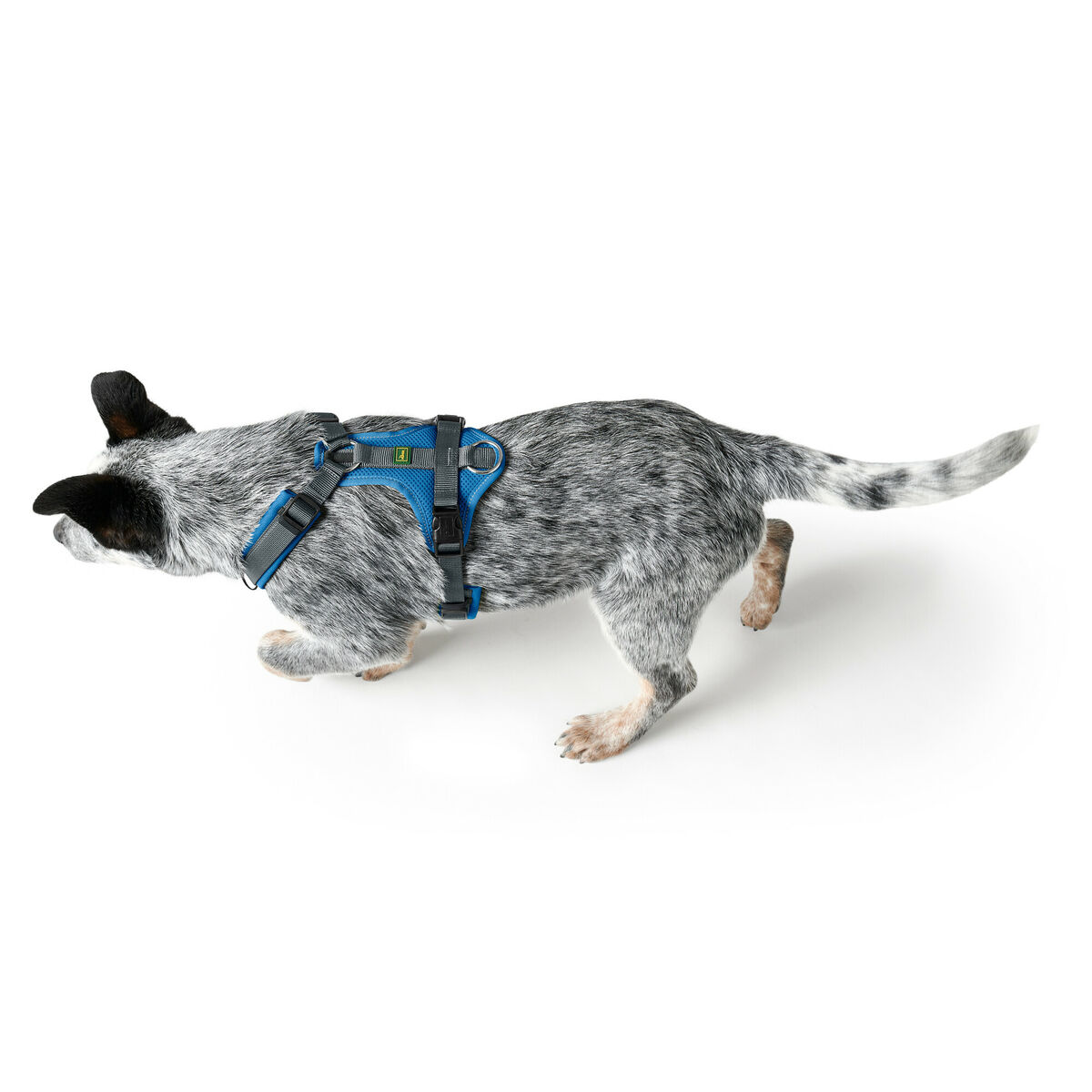 Imbracatura per Cani Hunter Maldon Up Azzurro 66-118 cm - Immagine 4