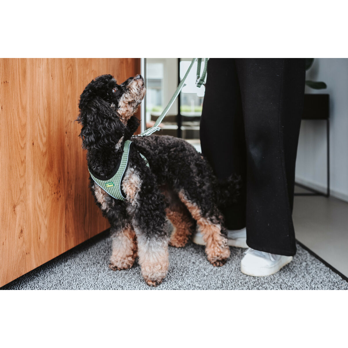 Imbracatura per Cani Hunter Comfort Verde XS 35-37 cm - Immagine 4