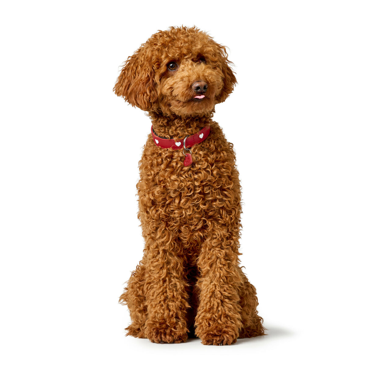 Collare per Cani Hunter Love XS/S 30-34 cm Rojo/Blanco - Immagine 6