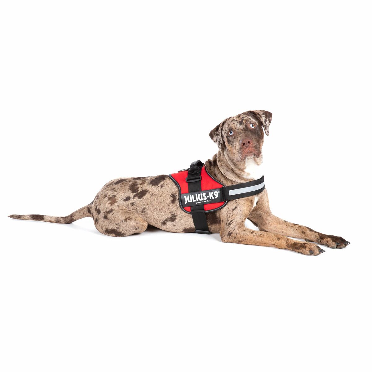 Imbracatura per Cani Julius K9 Power Rosso L/XL 2 - Immagine 3
