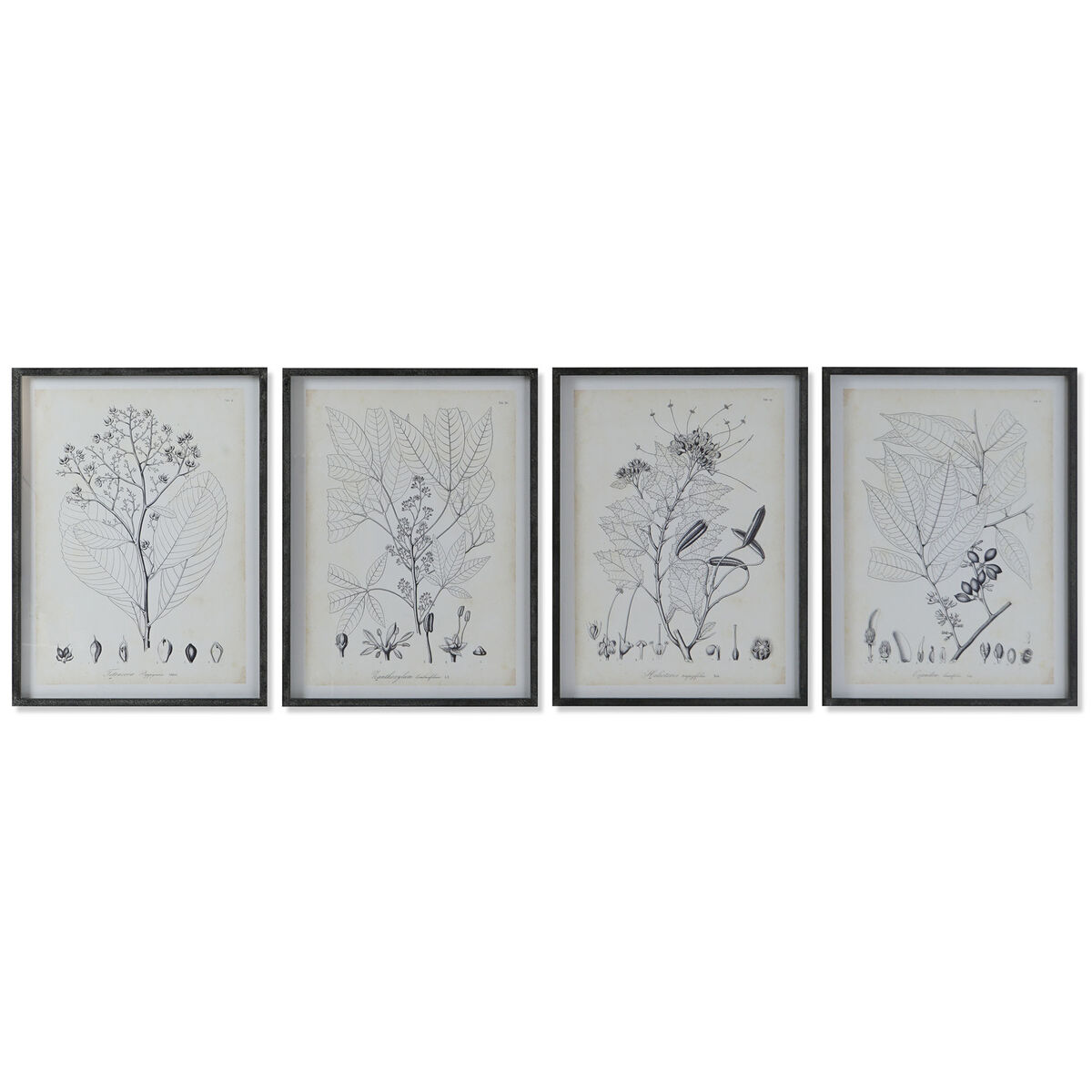 Quadro DKD Home Decor Moderno Piante botaniche 45 x 2,5 x 60 cm (4 Unità)