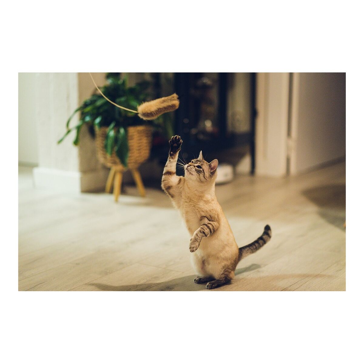Canna per Gatti Gloria Shigeru Legno Mouse - Immagine 4