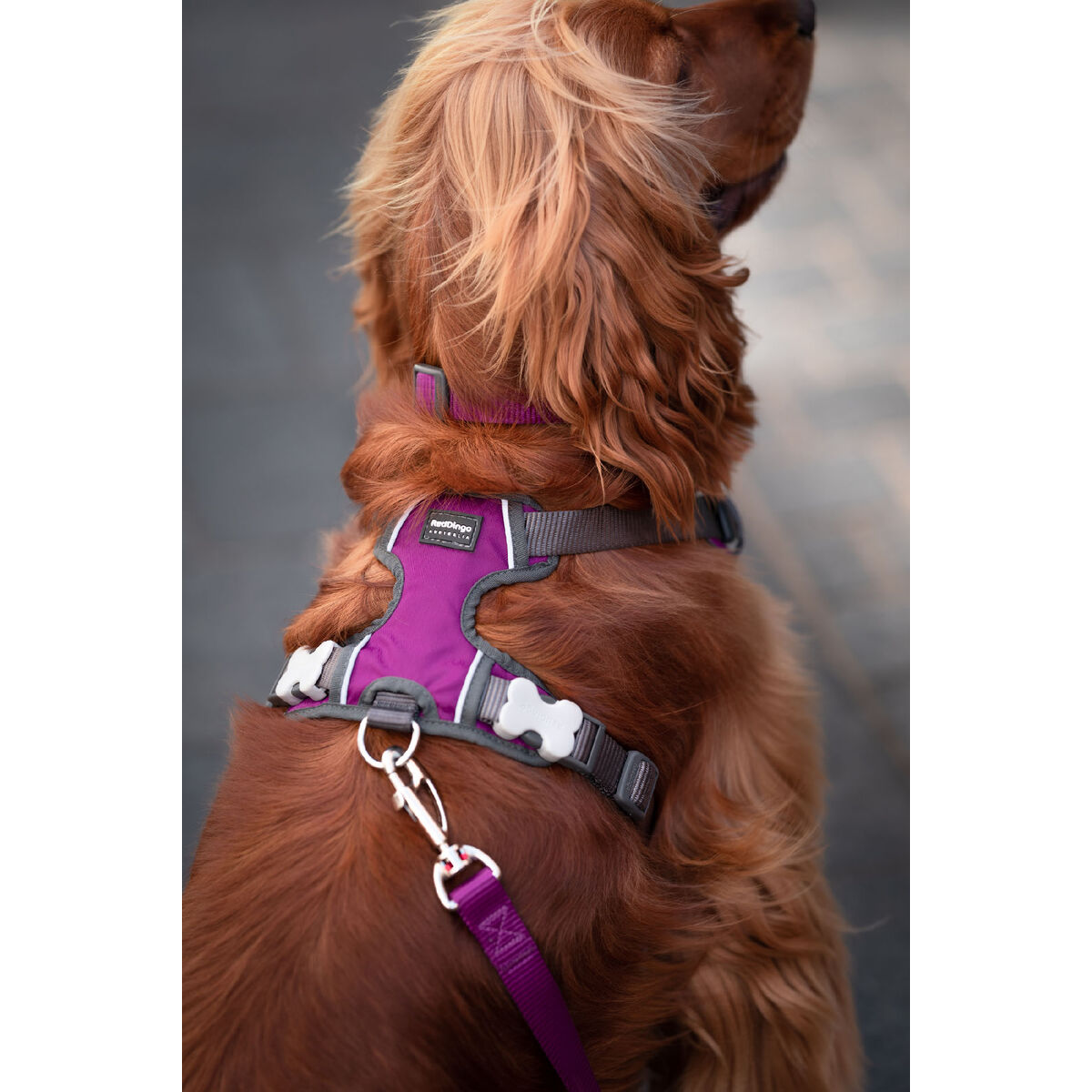 Imbracatura per Cani Red Dingo Dingo 25-36 cm 31-43 cm Viola XS - Immagine 3