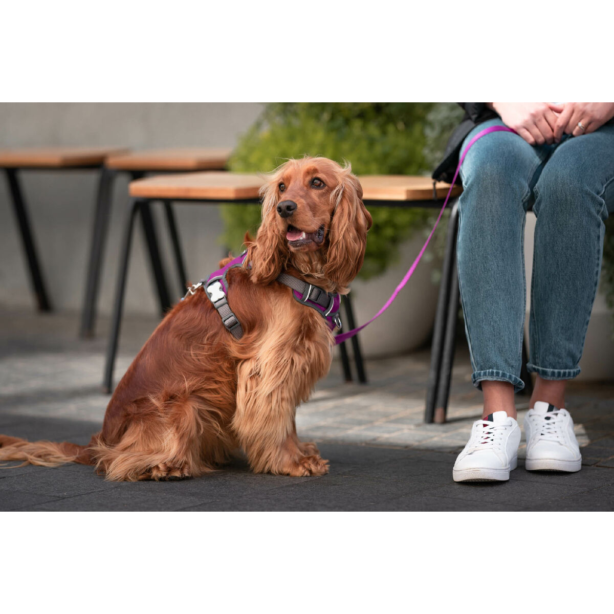 Imbracatura per Cani Red Dingo Dingo 25-36 cm 31-43 cm Viola XS - Immagine 4